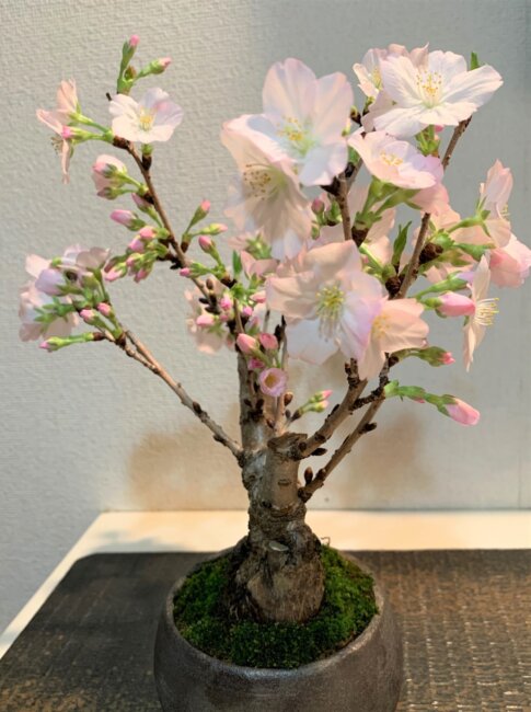 日本の伝統文化「盆栽」実演と体験